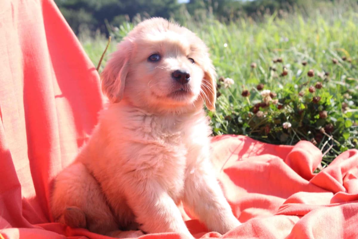 Golden Retriever Puppies breeder image 3