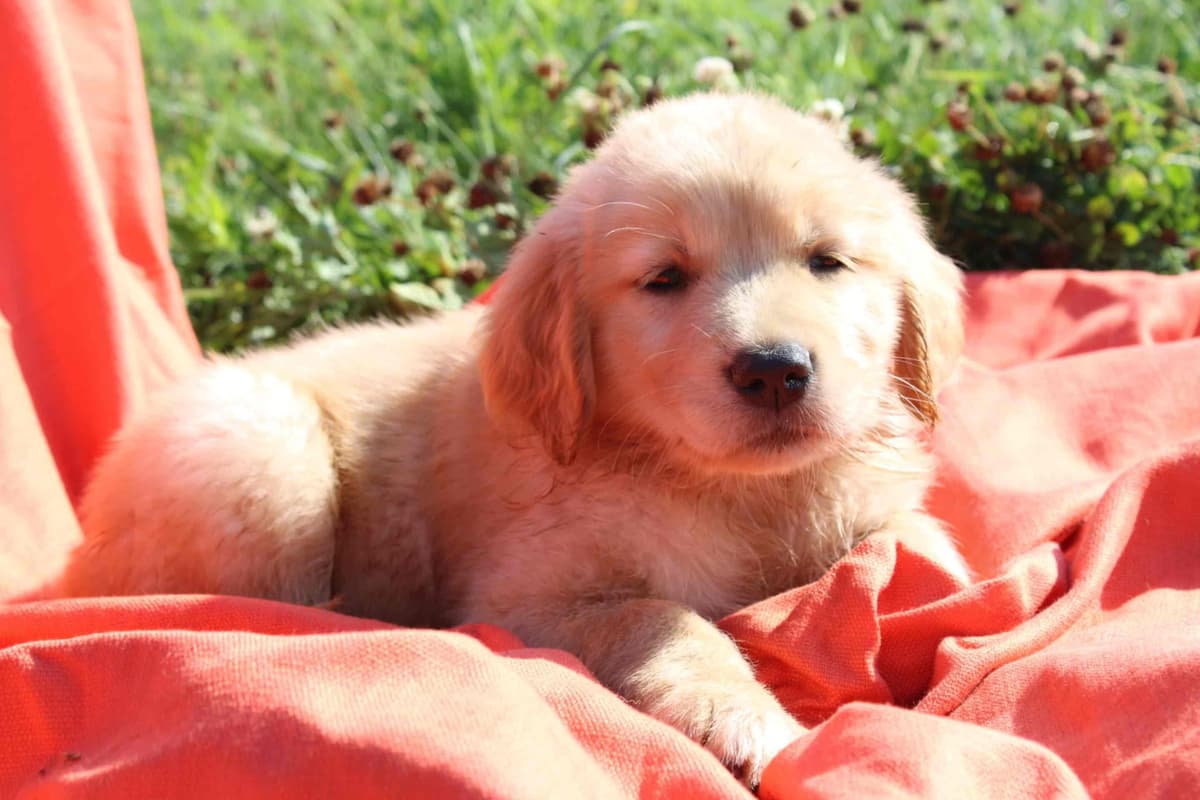 Golden Retriever Puppies breeder image 5