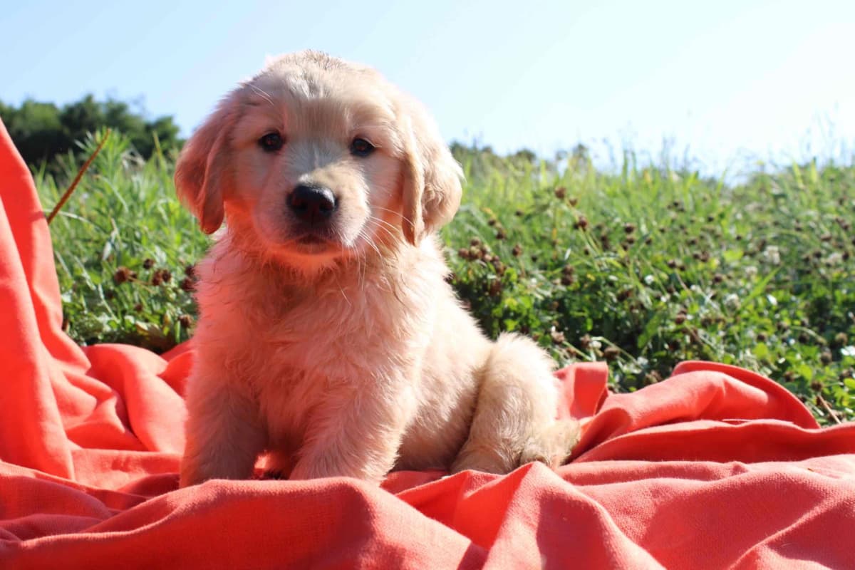 Golden Retriever Puppies breeder image 6