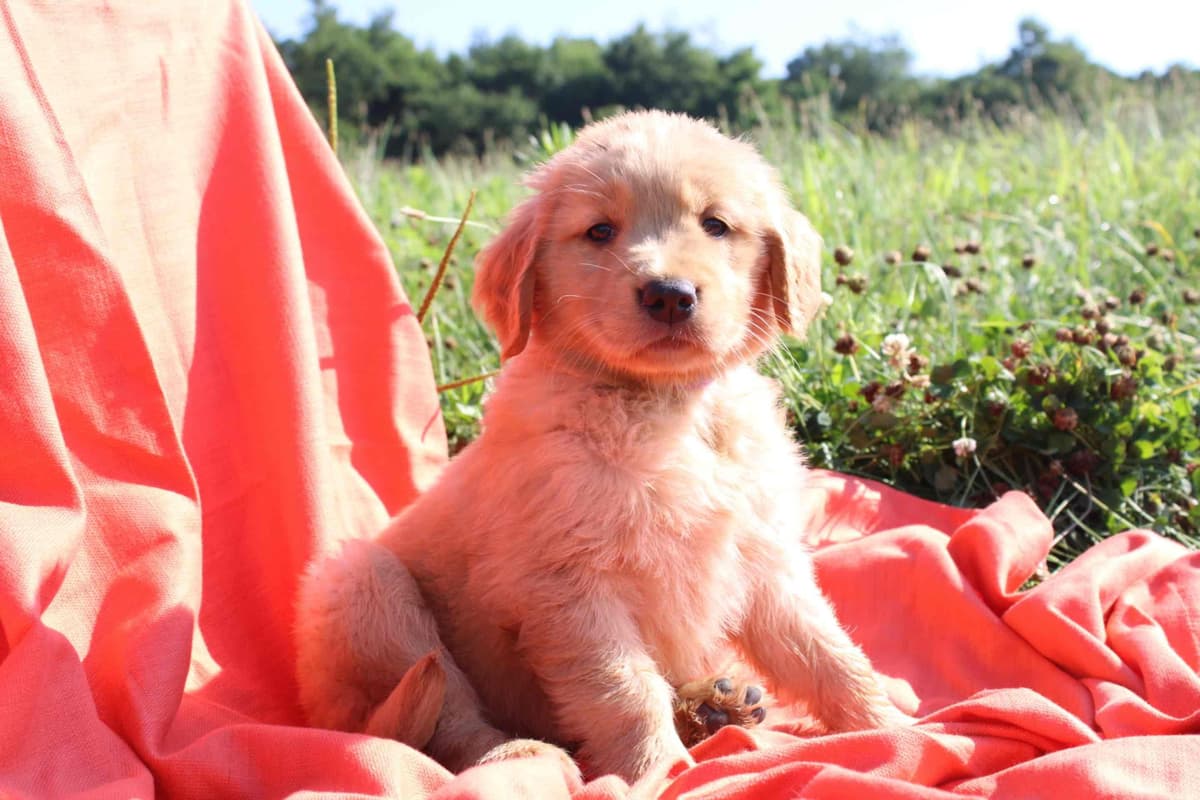 Golden Retriever Puppies breeder image 7