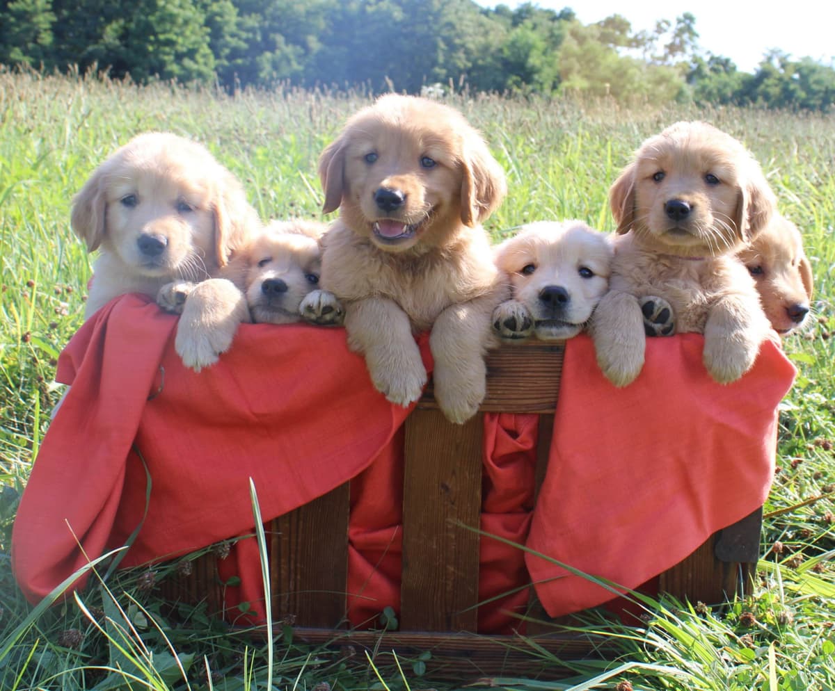 Golden Retriever Puppies breeder image 8