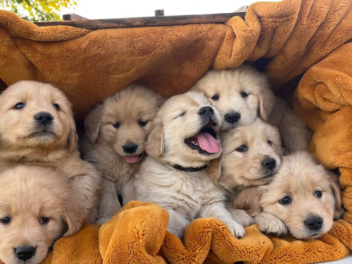 Golden Retriever Puppies breeder image 11