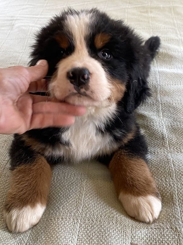 Bernese Mountain Dog Puppies breeder image 1