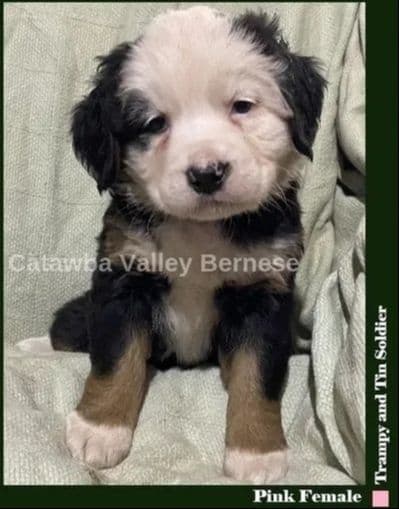 Bernese Mountain Dog Puppies media 3