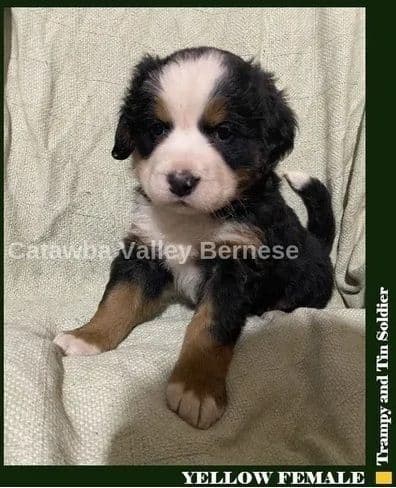 Bernese Mountain Dog Puppies media 2