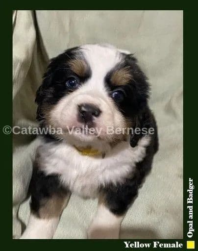 Bernese Mountain Dog Puppies media 2