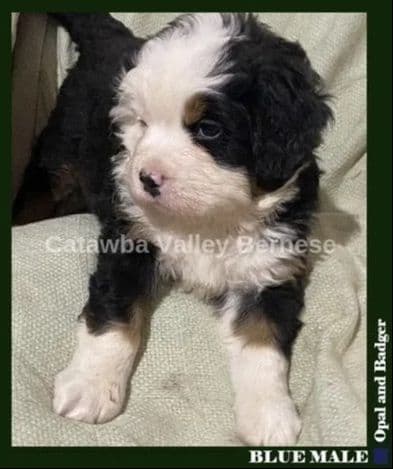 Bernese Mountain Dog Puppies media 3