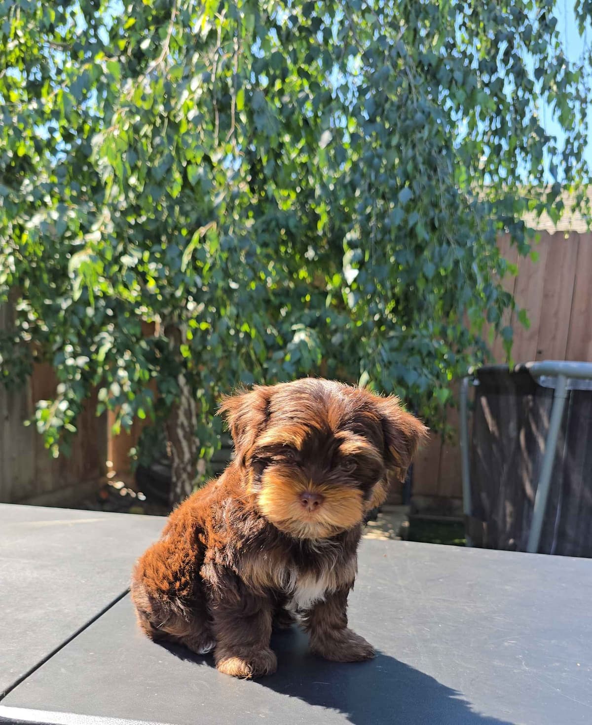 Yorkshire Terrier Puppies breeder image 1