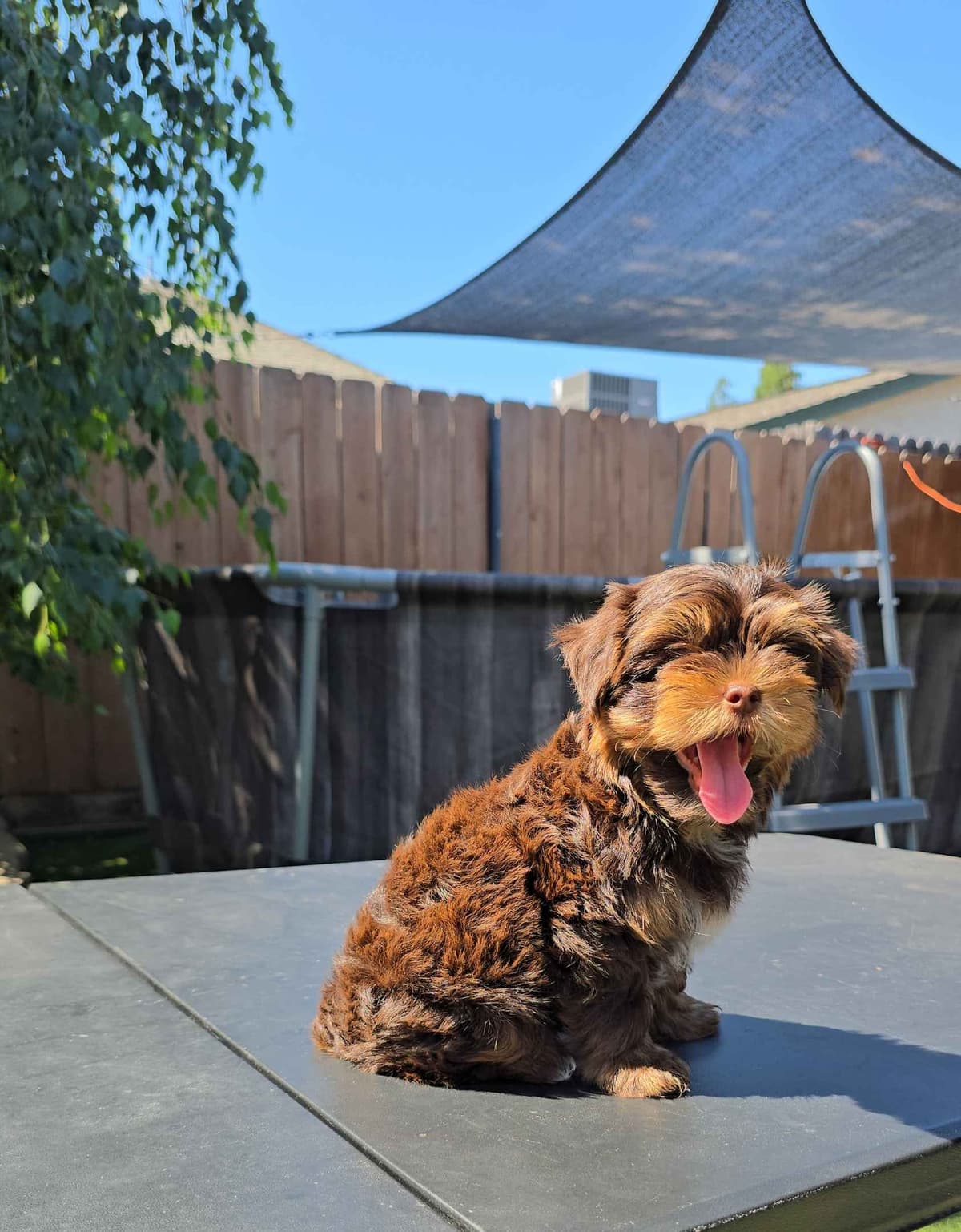 Yorkshire Terrier Puppies breeder image 2