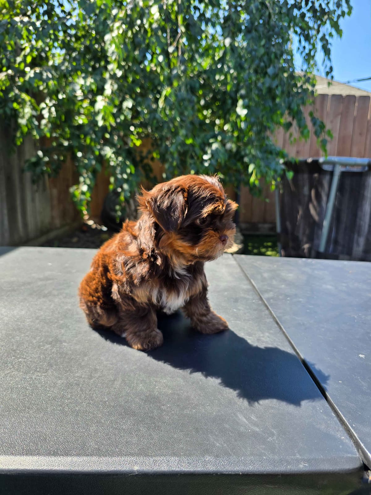 Yorkshire Terrier Puppies breeder image 4