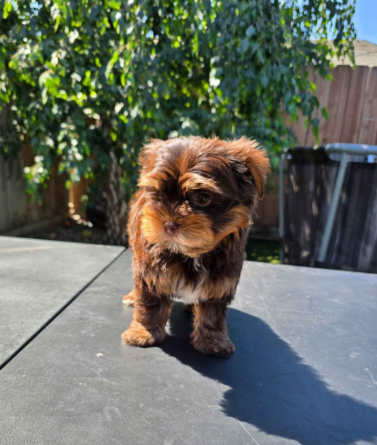 Yorkshire Terrier Puppies breeder image 3