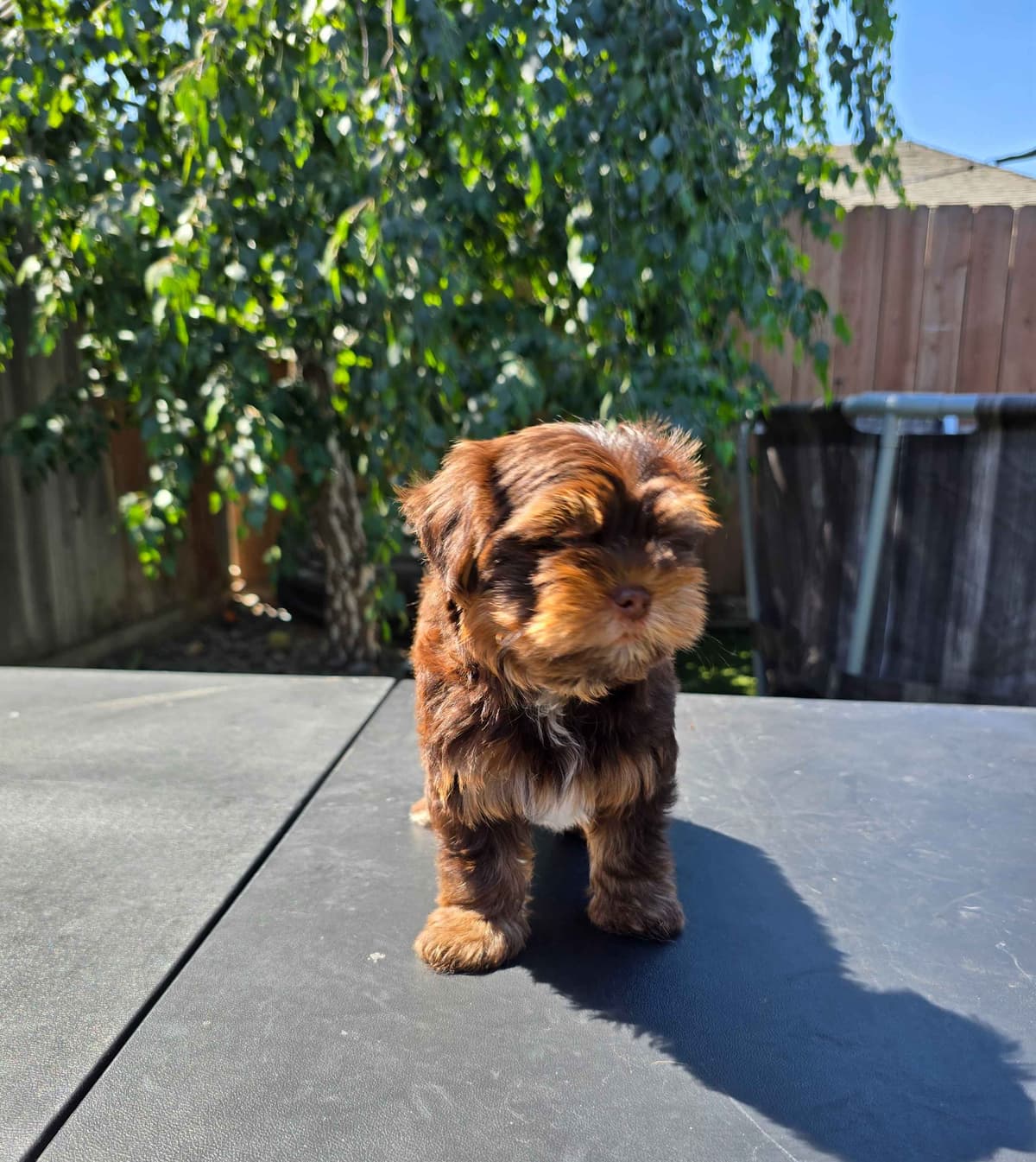 Yorkshire Terrier Puppies breeder image 5