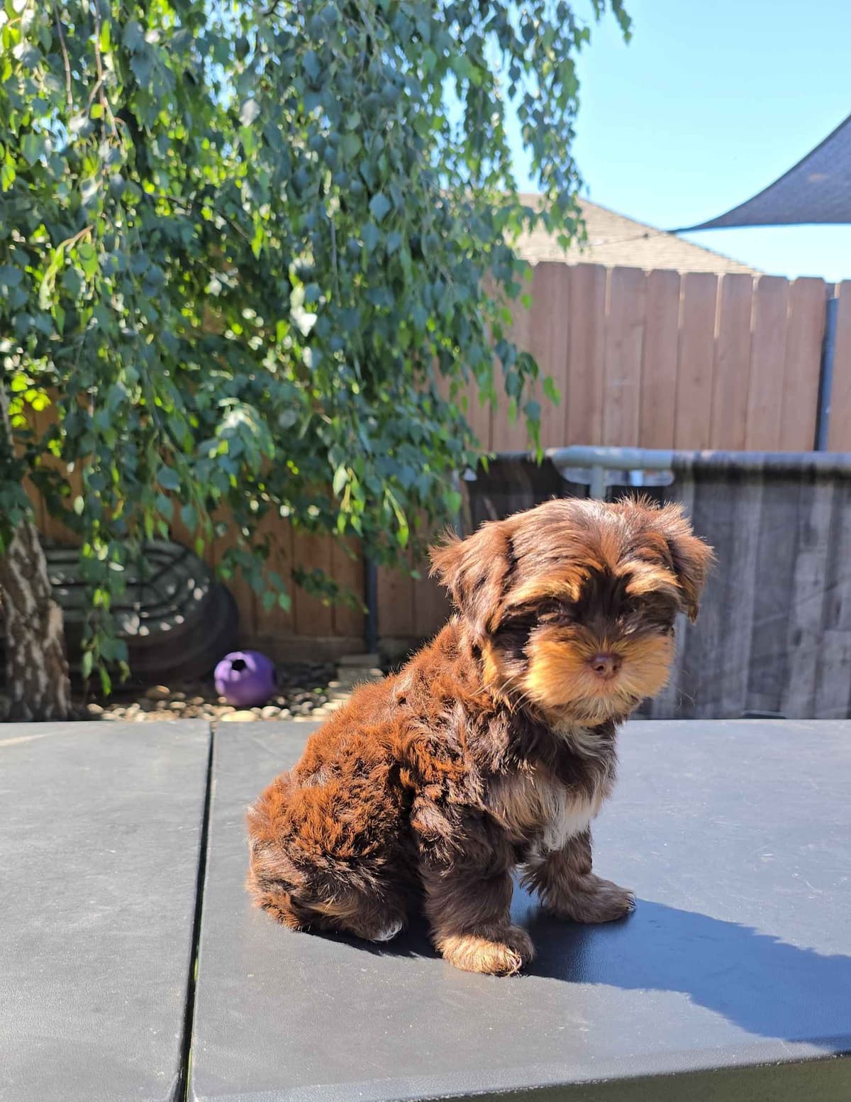 Yorkshire Terrier Puppies breeder image 7