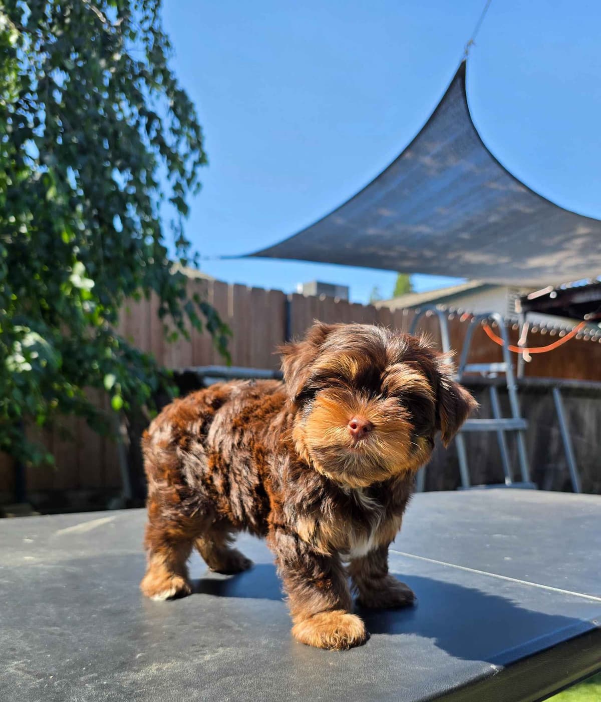 Yorkshire Terrier Puppies breeder image 8