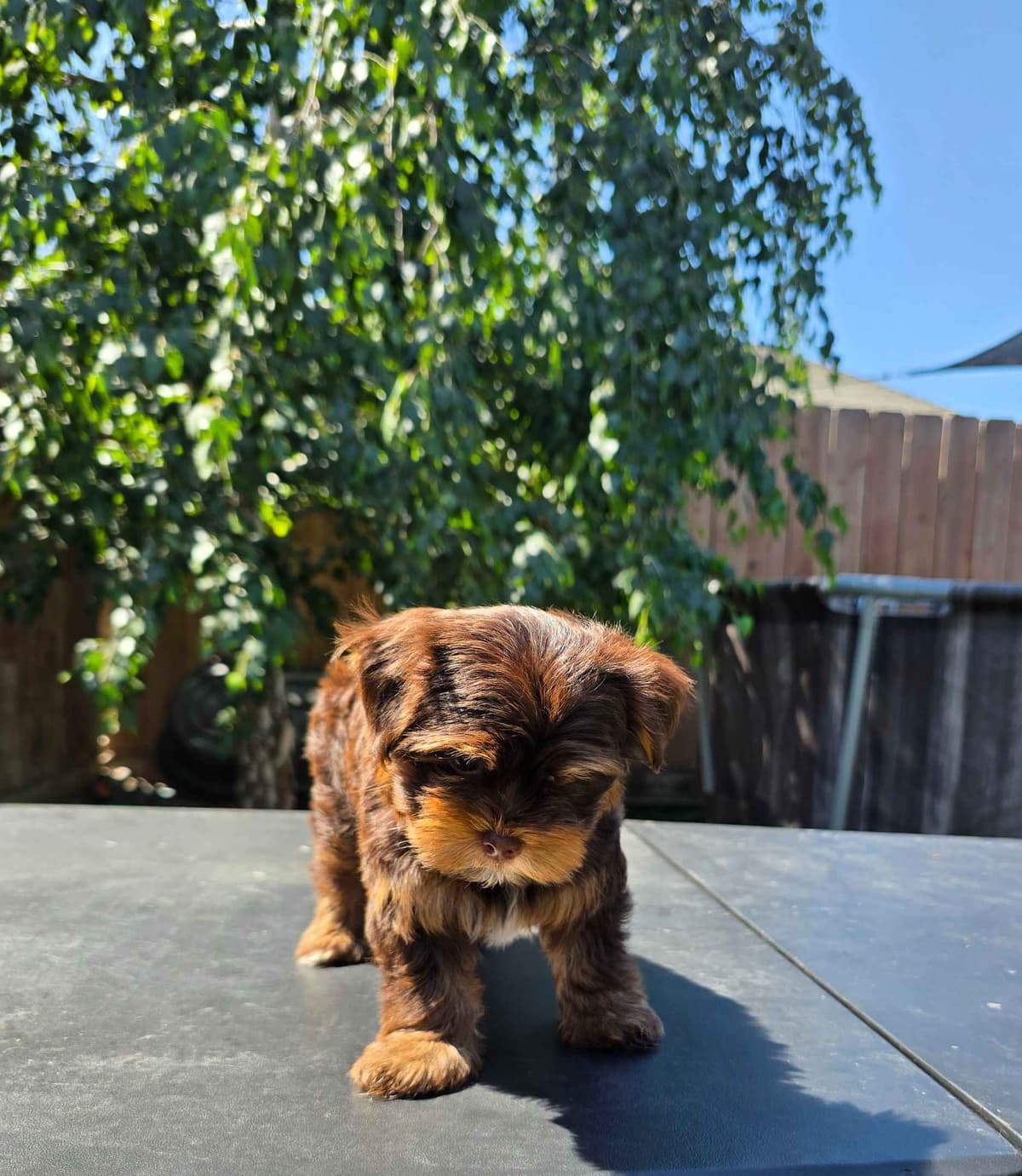 Yorkshire Terrier Puppies breeder image 9