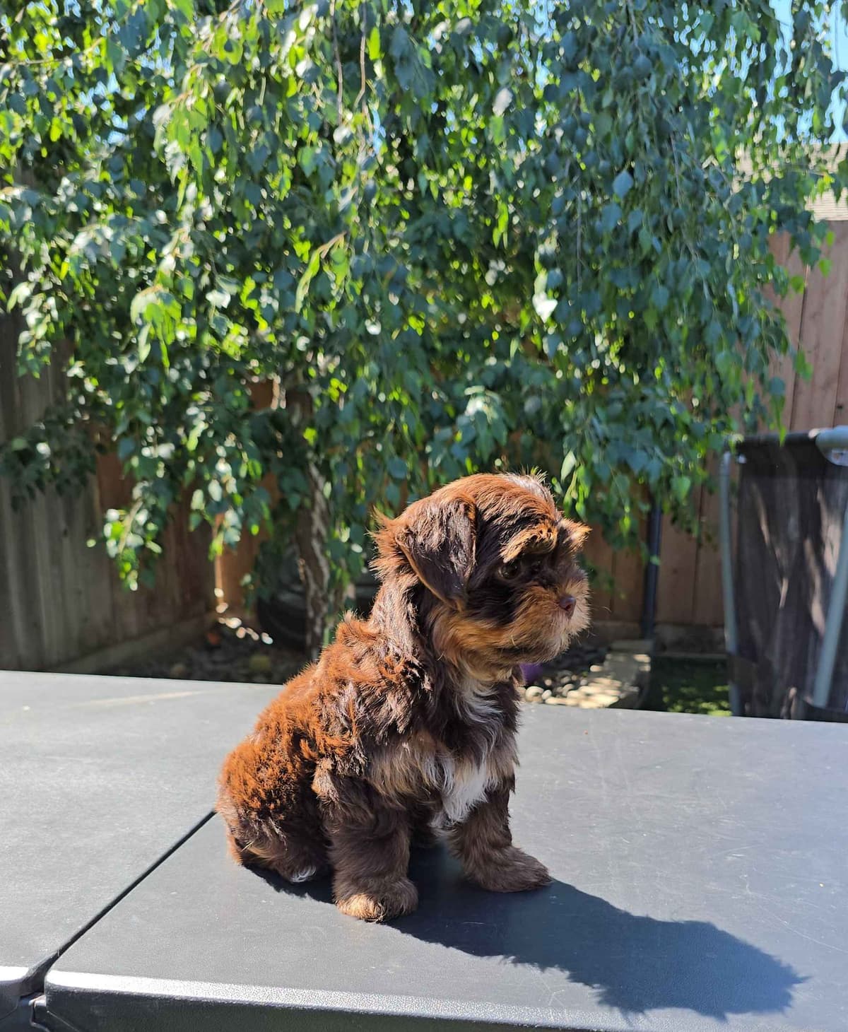 Yorkshire Terrier Puppies breeder image 10
