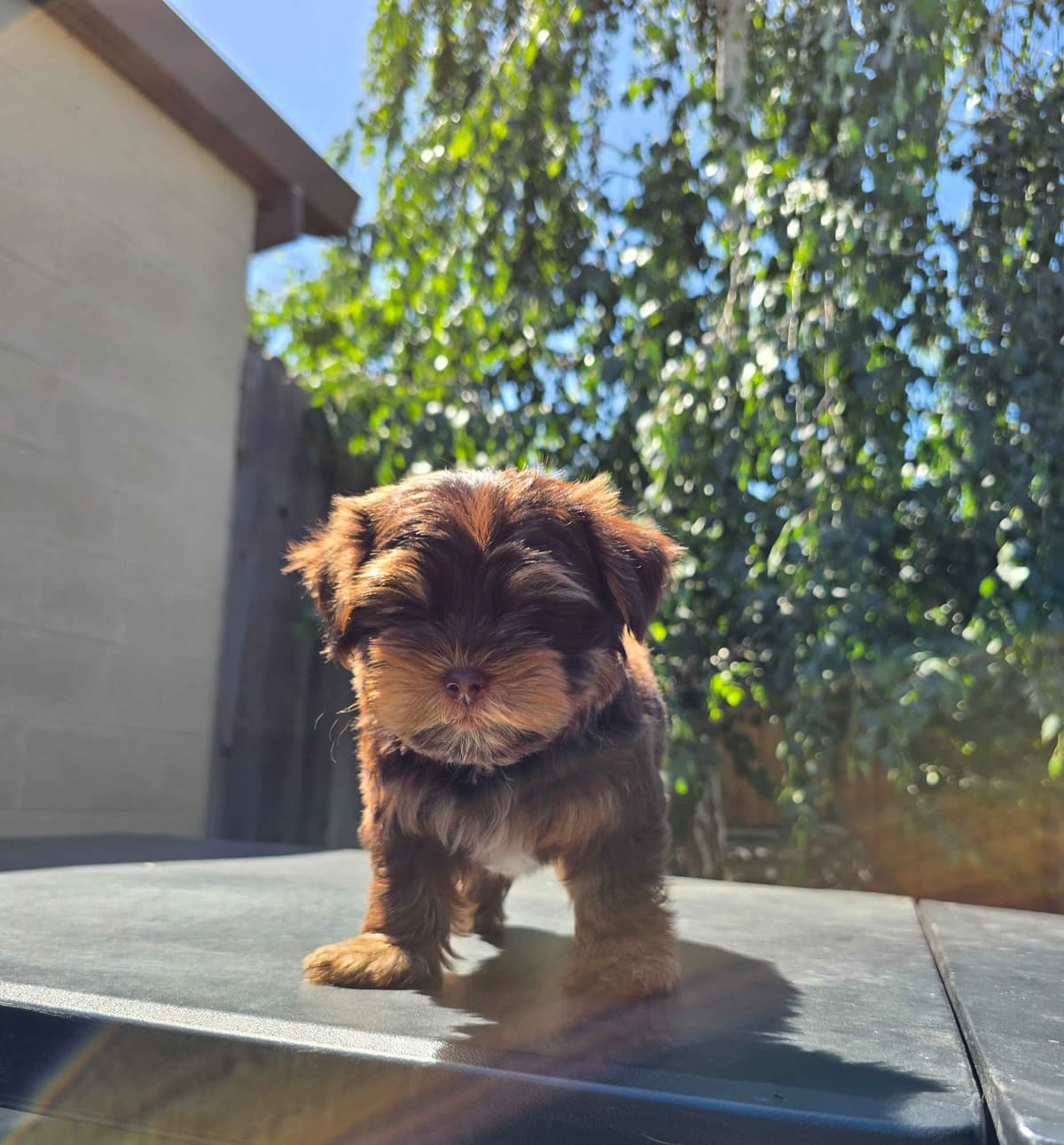 Yorkshire Terrier Puppies breeder image 11