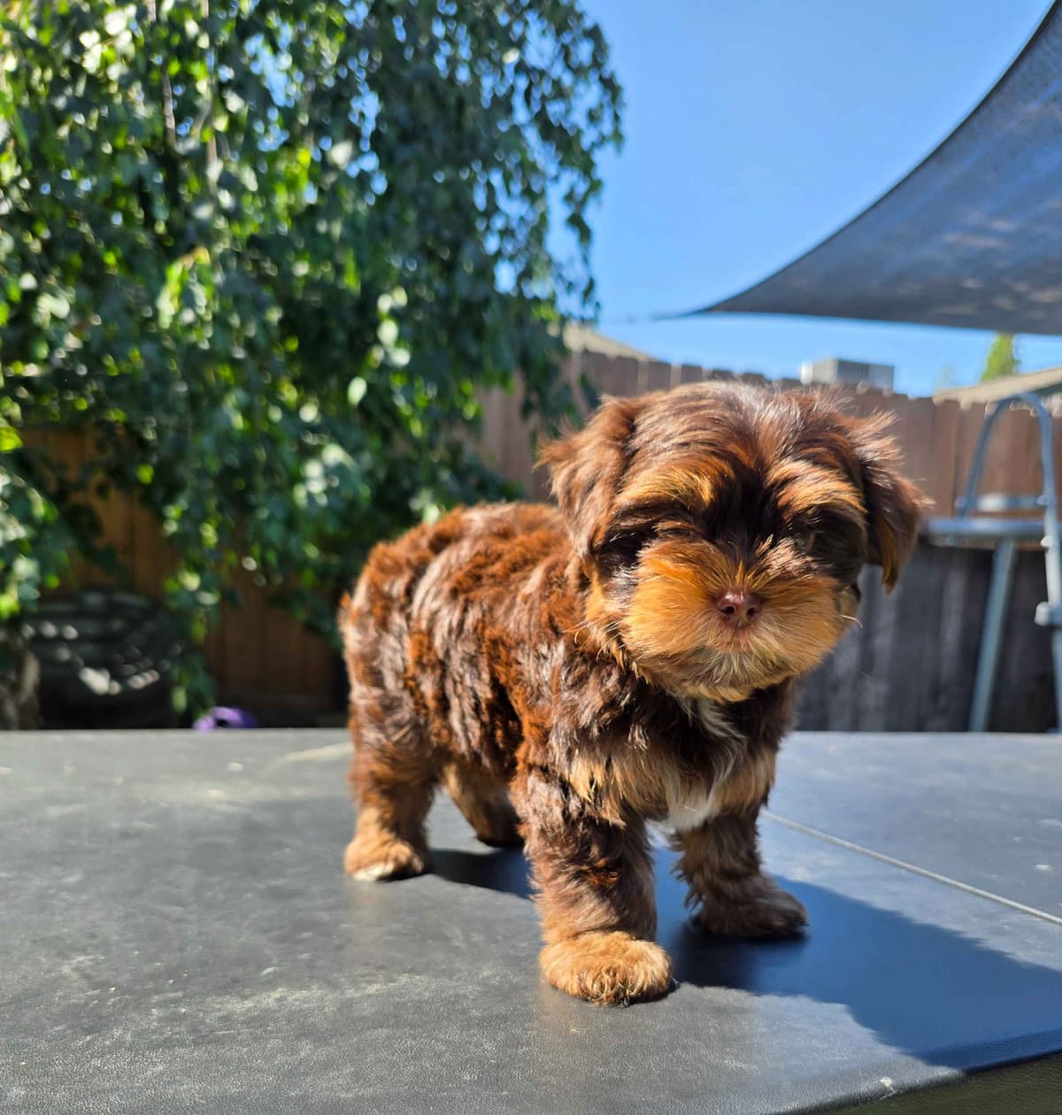 Yorkshire Terrier Puppies breeder image 12