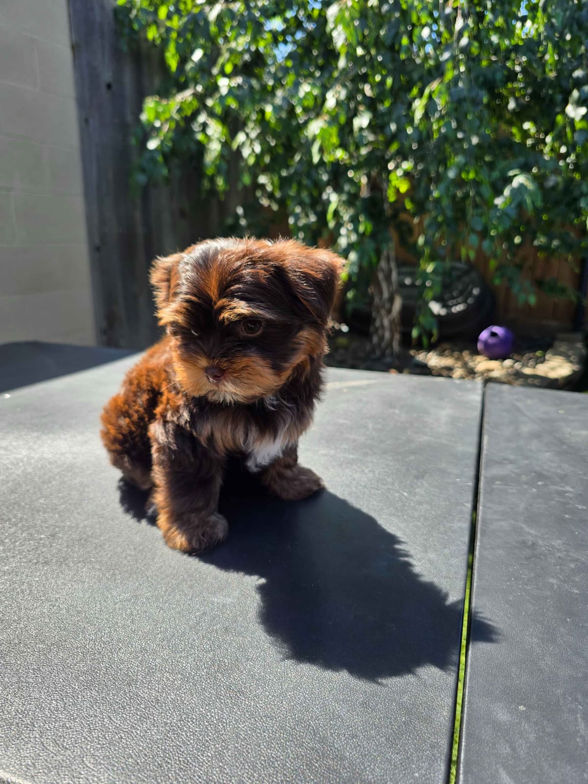 Yorkshire Terrier Puppies breeder image 13