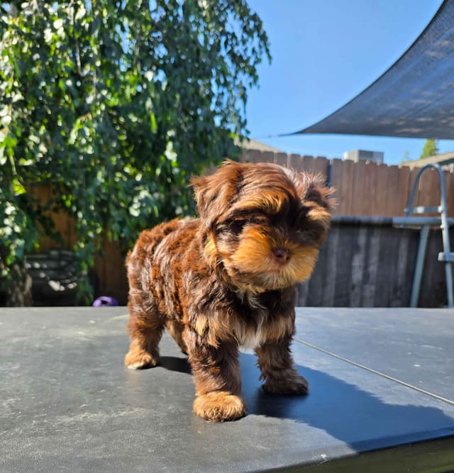 Yorkshire Terrier Puppies media 2