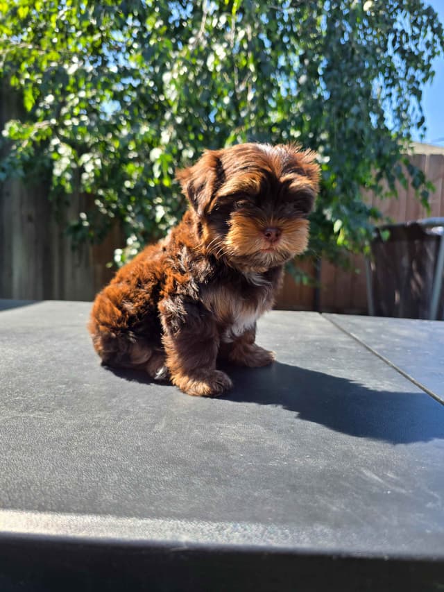 Yorkshire Terrier Puppies media 3