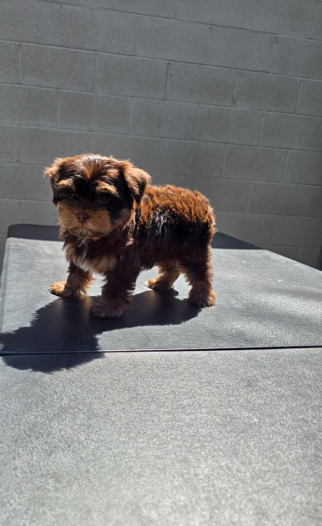 Yorkshire Terrier Puppies media 4