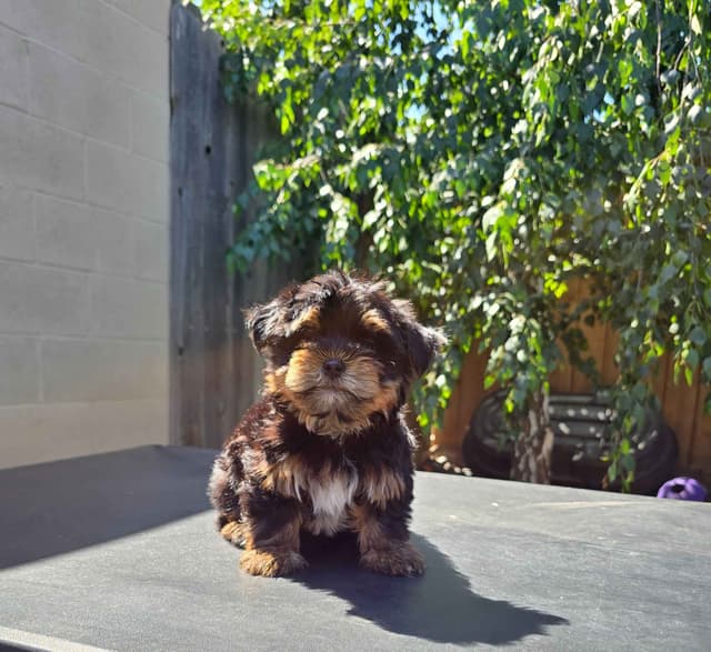 Yorkshire Terrier Puppies media 6