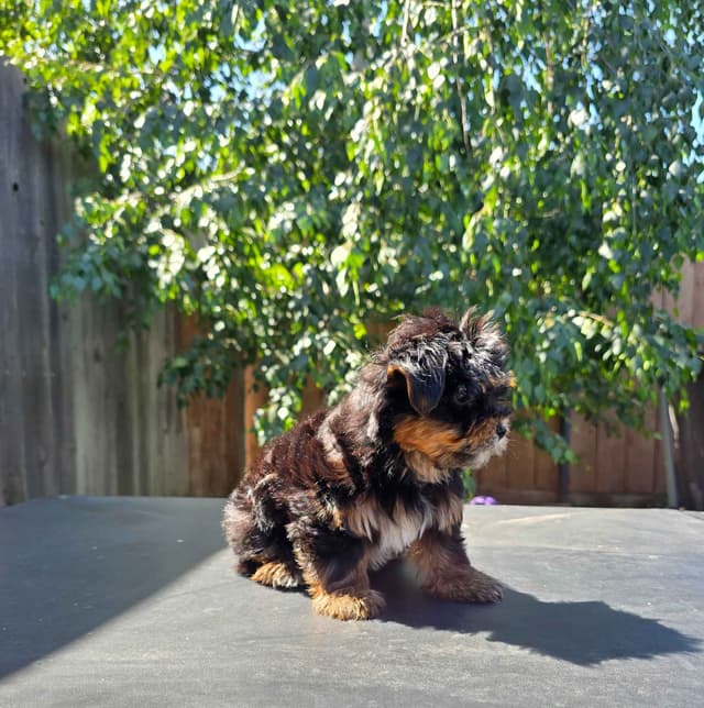 Yorkshire Terrier Puppies media 7
