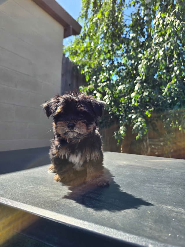 Yorkshire Terrier Puppies media 8