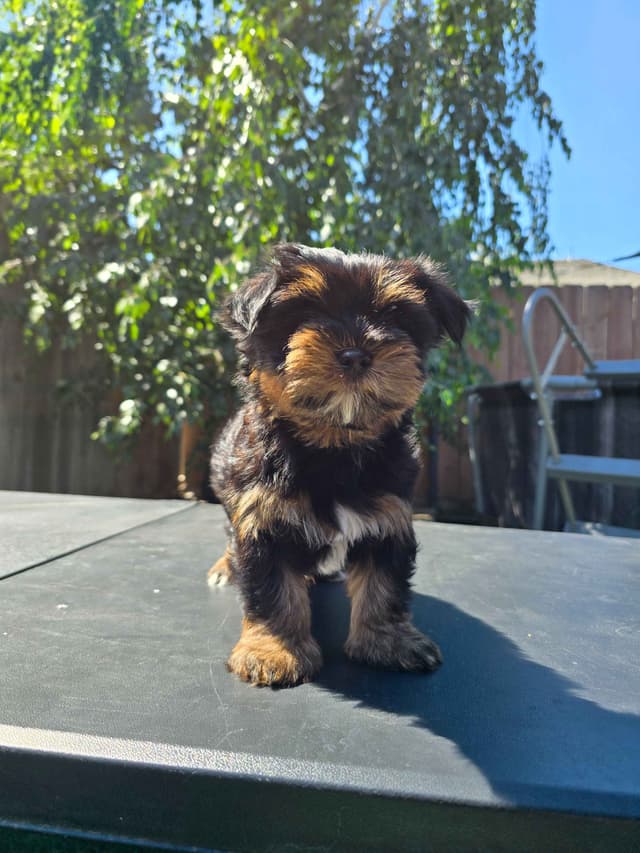 Yorkshire Terrier Puppies media 9