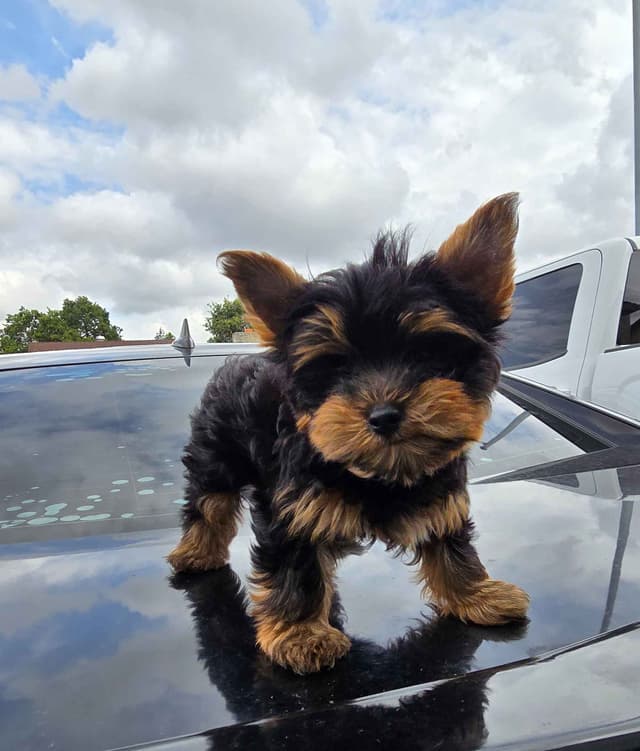 Yorkshire Terrier Puppies media 11