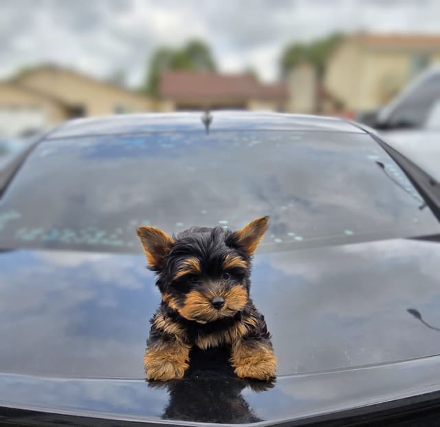 Yorkshire Terrier Puppies media 13