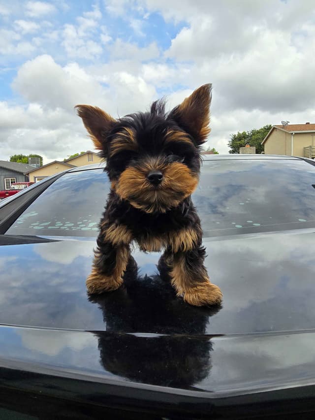 Yorkshire Terrier Puppies media 14