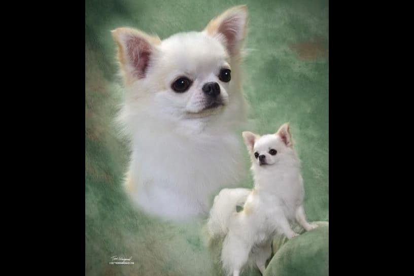 Chihuahua Puppies breeder image 2