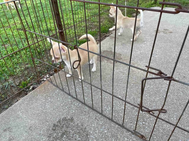 Chihuahua Puppies media 2