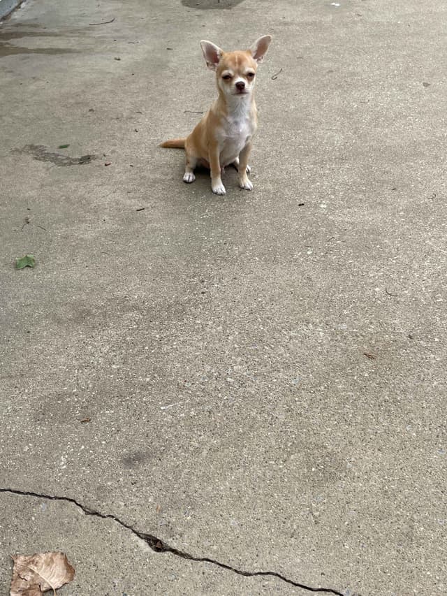 Chihuahua Puppies media 3