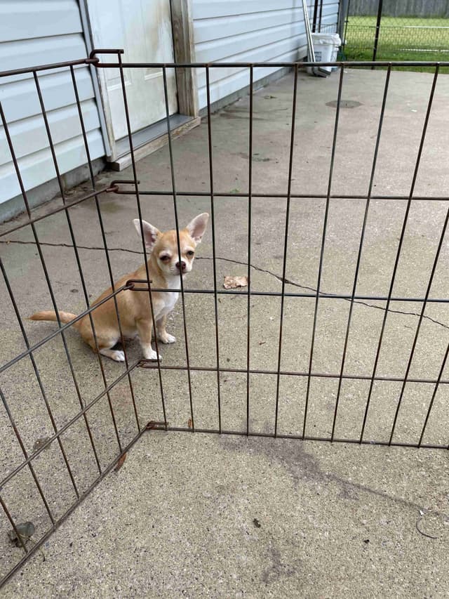 Chihuahua Puppies media 4