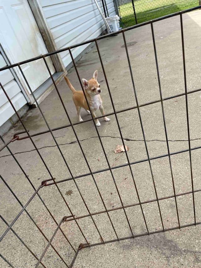 Chihuahua Puppies media 5