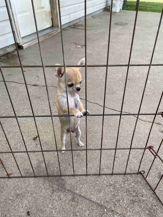 Chihuahua Puppies media 6