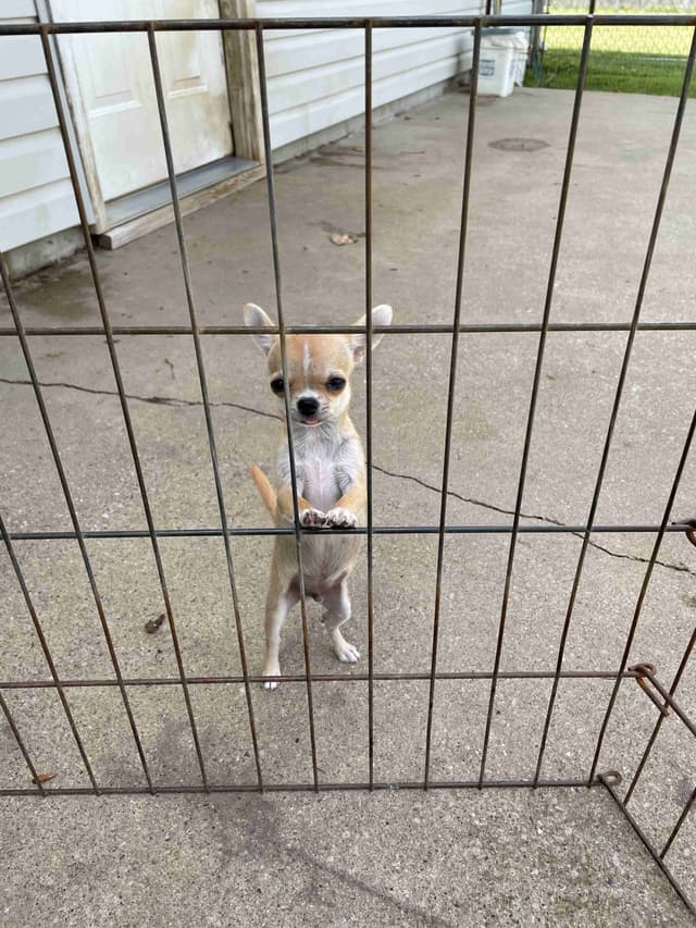 Chihuahua Puppies media 7