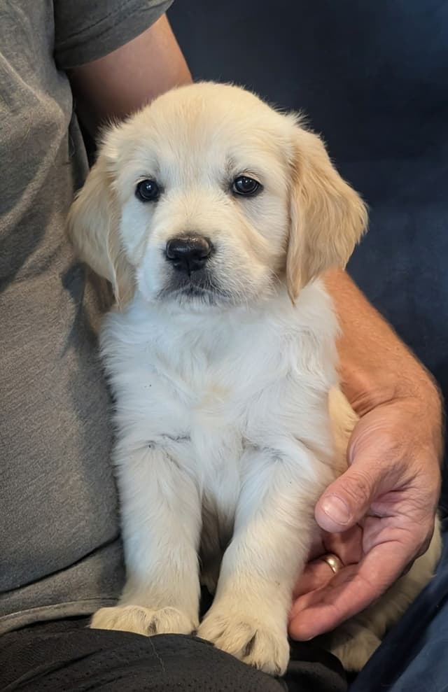 Golden Retriever Puppies media 3