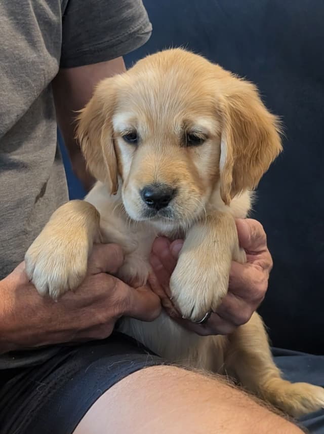 Golden Retriever Puppies media 5