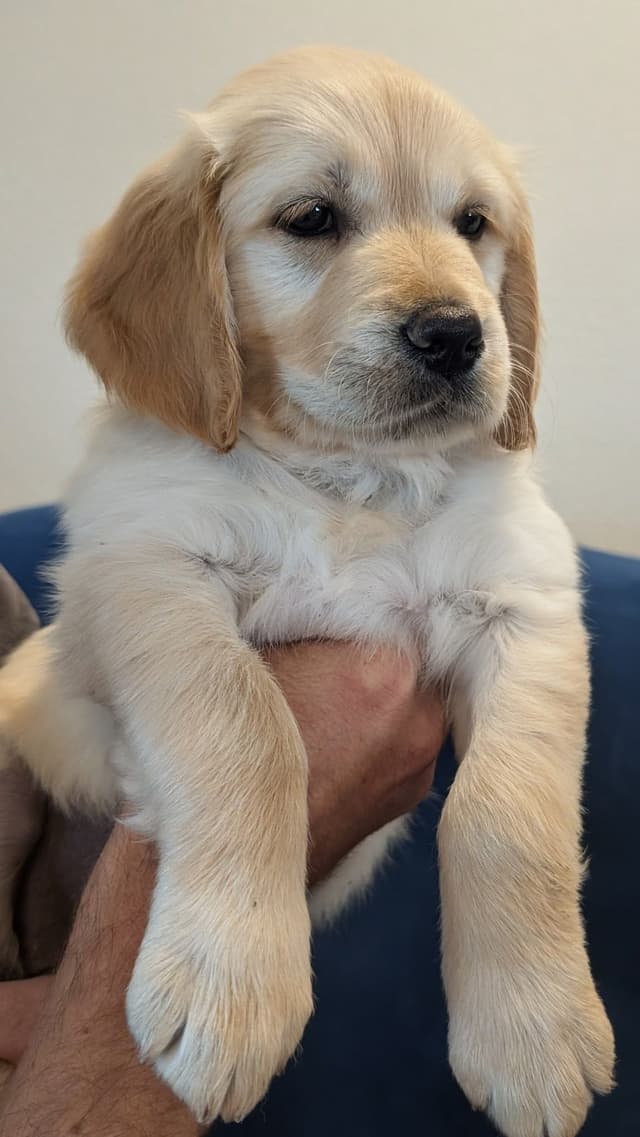 Golden Retriever Puppies media 4