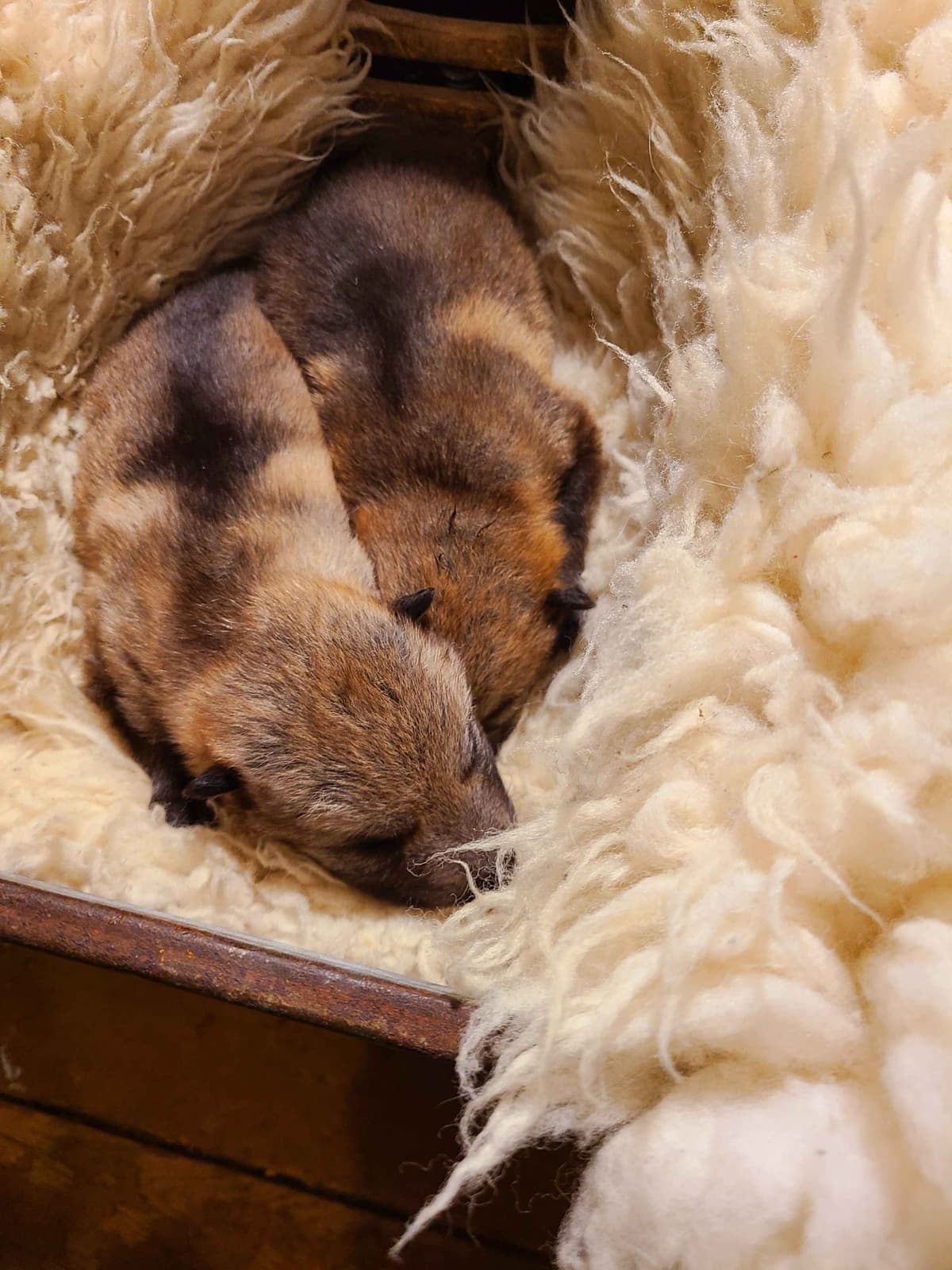 Czechoslovakian Vlciak Puppies breeder image 3