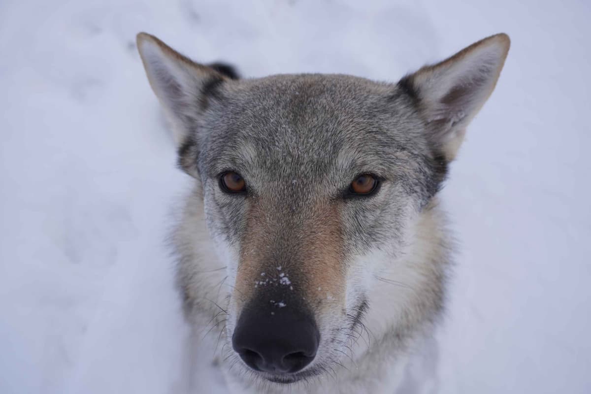 Czechoslovakian Vlciak Puppies breeder image 8