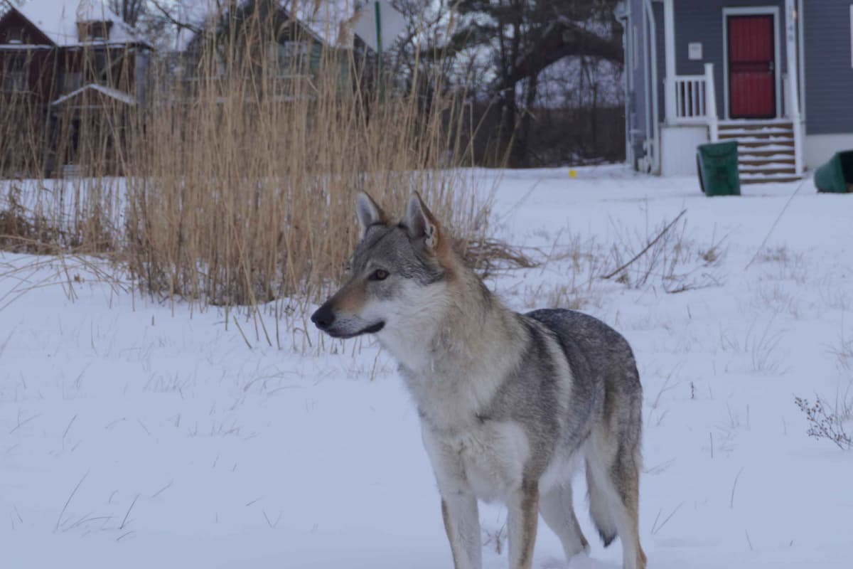 Czechoslovakian Vlciak Puppies breeder image 9