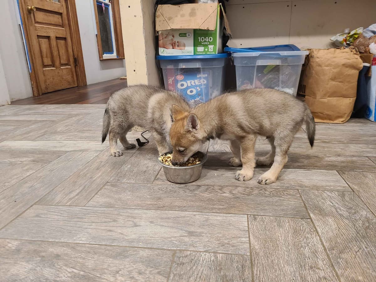 Czechoslovakian Vlciak Puppies breeder image 10