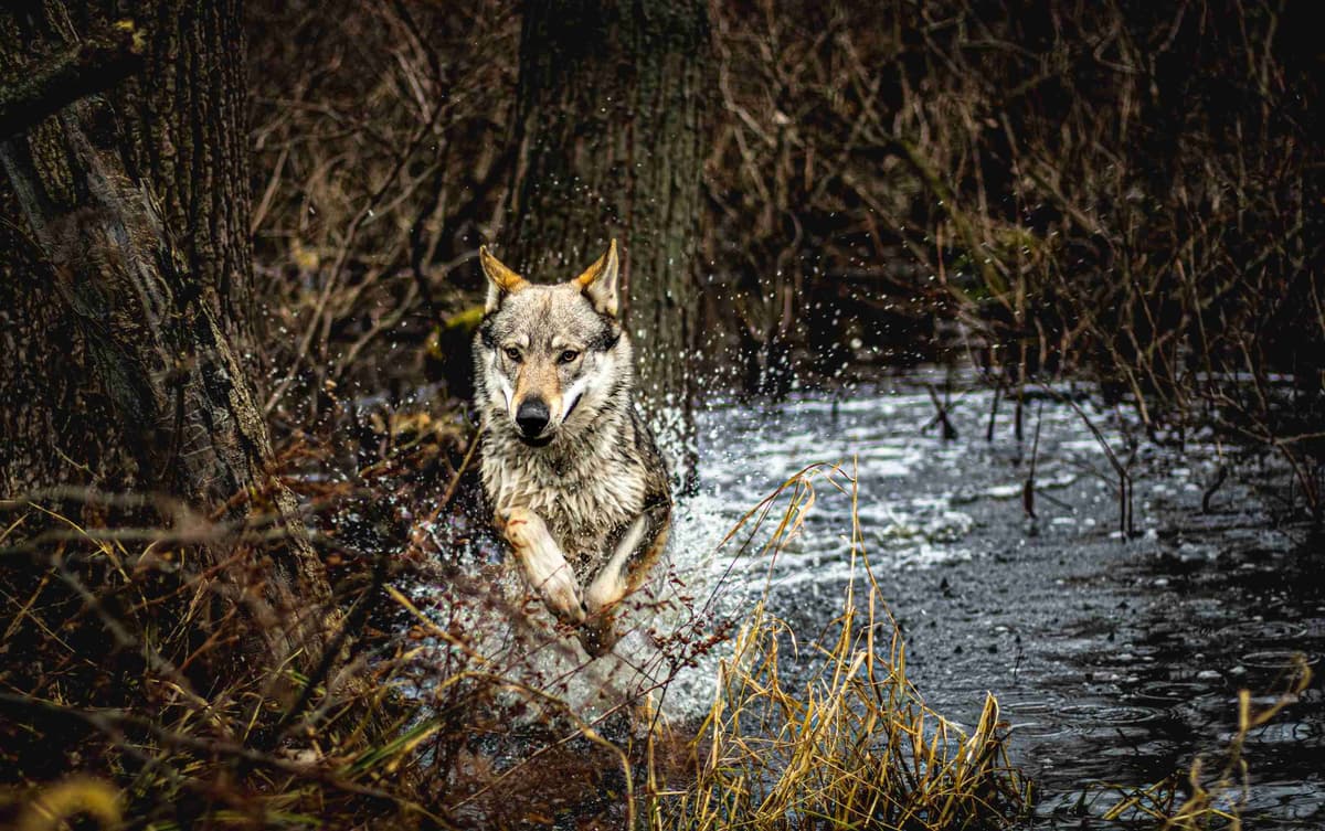 Czechoslovakian Vlciak Puppies breeder image 13