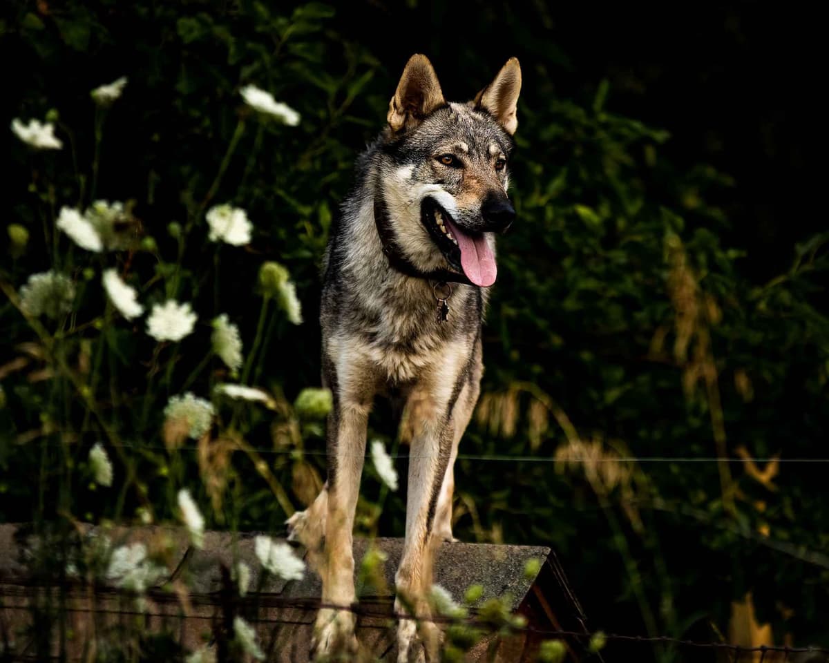 Czechoslovakian Vlciak Puppies breeder image 14