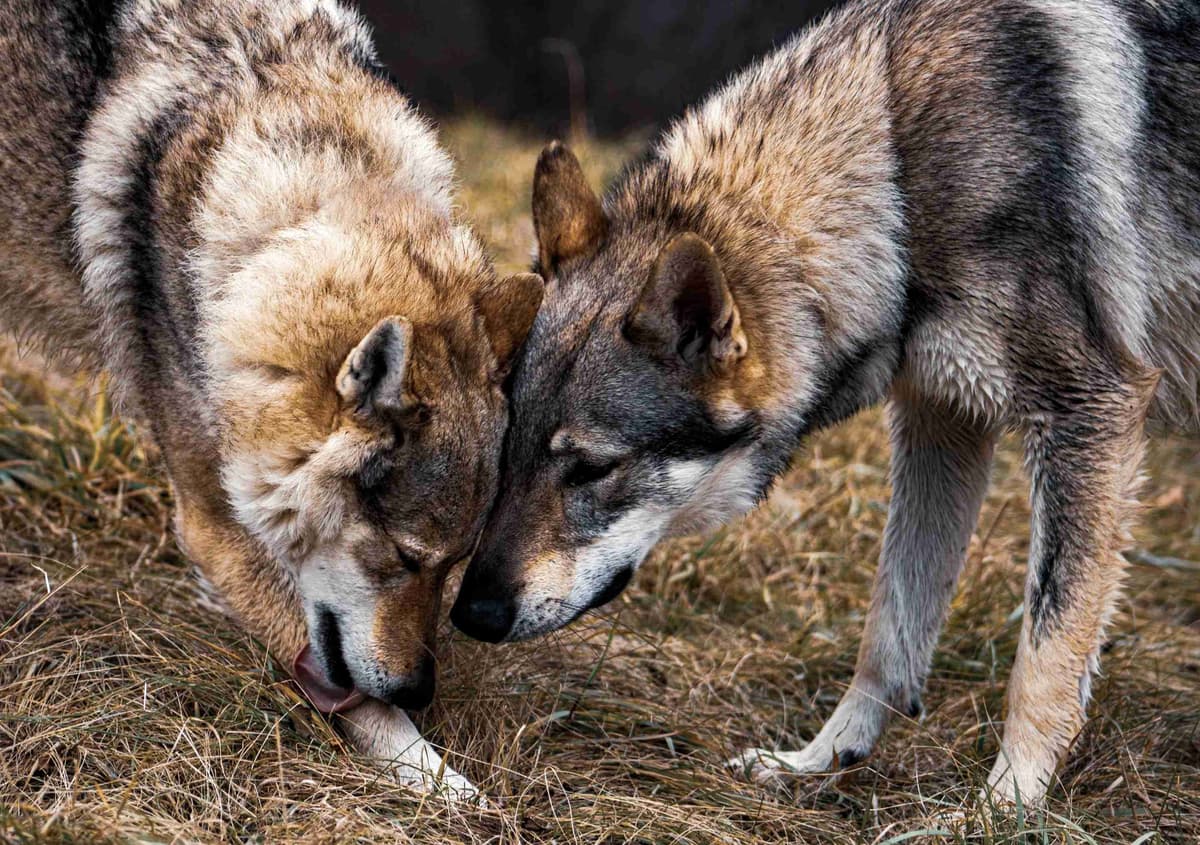 Czechoslovakian Vlciak Puppies breeder image 15